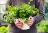 How to Grow Cilantro (Coriander) at Home Grow Cilantro(corriander)