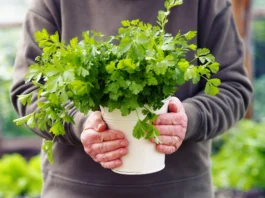 Grow Cilantro(corriander)