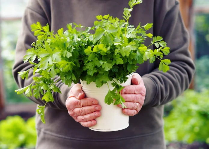 Grow Cilantro(corriander)