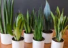How to Grow Snake Plant from Leaf ? How to Grow Snake Plant from Leaf