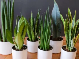 How to Grow Snake Plant from Leaf