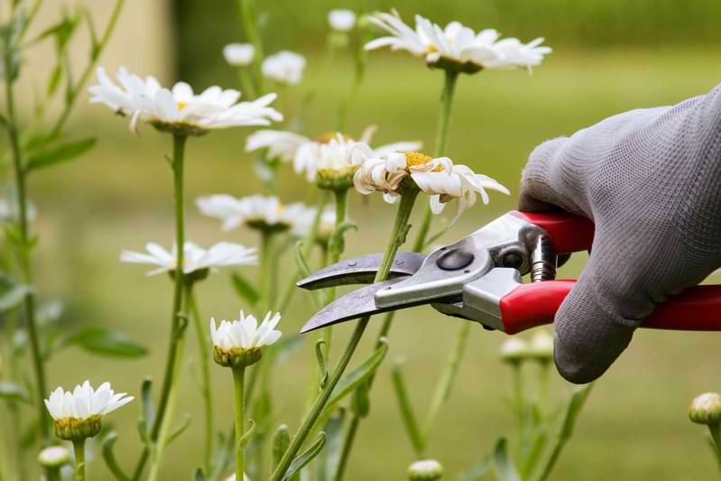 Pruning Plants