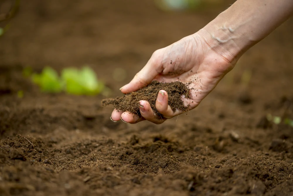 Soil Preparation for planting