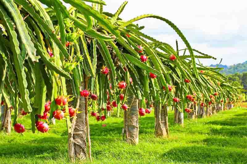 dragon fruit farming