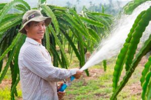 Watering the plants