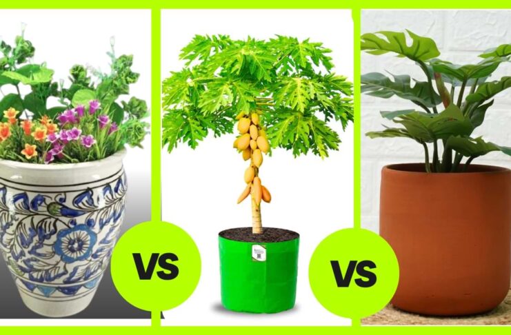 Grow bags vs ceramic vs Terracotta pots