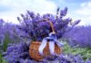 How to Grow Lavender from Seeds at Home (Complete Guide for Beginners) Grow Lavender from Seeds