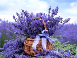 Grow Lavender from Seeds