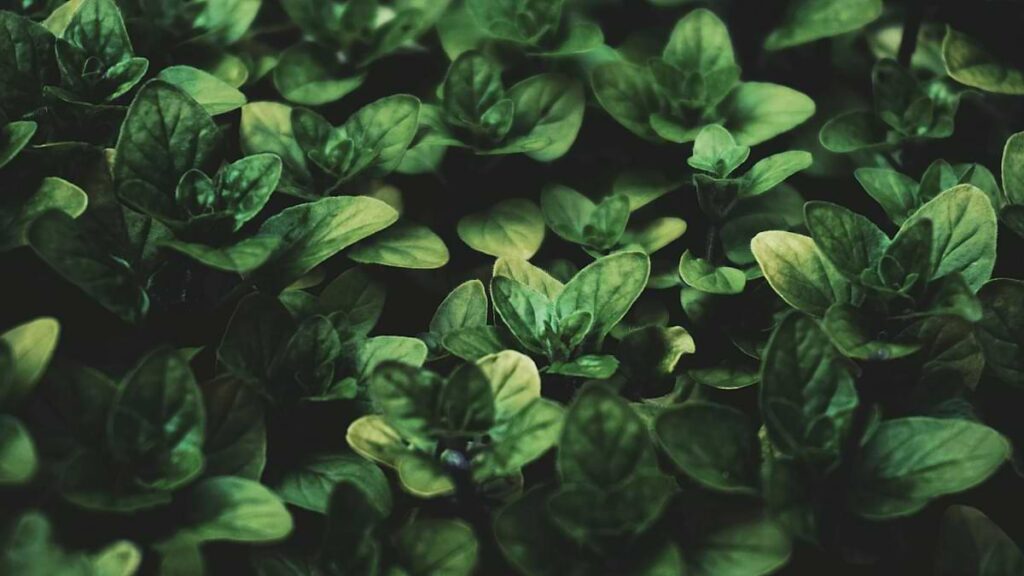 Basil