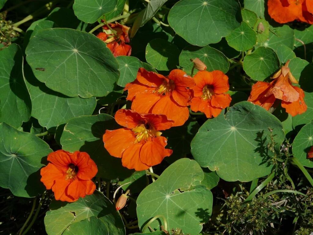 Nasturtium