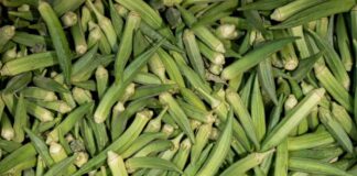 Okra Companion Plants: Boost Growth and Yield Naturally Okra Companion Plants
