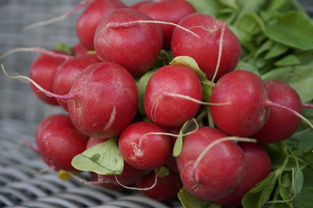 Radish